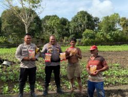 Polres Teluk Bintuni Berikan Bantuan Bibit Jagung Bertongkol Dua