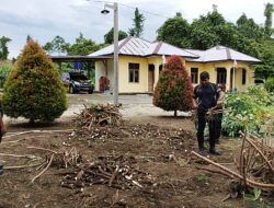 Kapolsek Bonggo Bersama Anggota Laksanakan Panen Singkong di Kebun Ketahanan Pangan