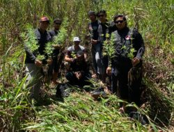 Sat Res Narkoba Polres Jayawijaya Amankan 20 Pohon Ganja di Jalan Trans Wamena-Lanijaya