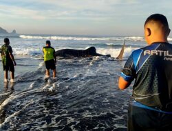 Satgasmar Pulau Nusa Barung Selamatkan Hiu Paus yang Terdampar di Pantai Pancer