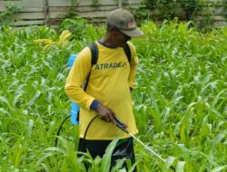 Personil Polsek Pantai Timur Laksanakan Pemeliharaan Tanaman Jagung di Lahan Ketahanan Pangan