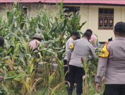 Ketahanan Pangan, Polsek Bonggo Panen Jagung Manis Bersama Bhayangkari