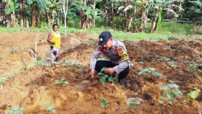 Dekat dengan Warga, Bhabinkamtibmas Kaimana Bagikan Benih Jagung untuk Pekarangan Rumah