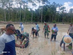 Kabag SDM Polres Sarmi Hadiri Penanaman Padi Bersama Bupati, Dorong Wirausaha Muda Kembangkan Pertanian