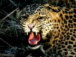 Tim Gabungan Berhasil Evakuasi Macan Tutul Liar Masuk Hotel di Bandung