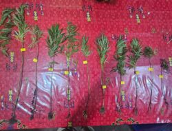 Polres Jayawijaya Amankan 11 Batang Pohon Ganja di Wamena