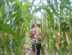 Jagung Siap Panen! Kapolsek Pantai Timur Cek Lahan Ketahanan Pangan Polsek