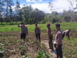 Sat Binmas Polres Jayawijaya Lakukan Pengecekan Lahan Jagung Program Ketahanan Pangan di Kampung Elagaima
