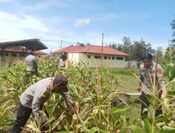Polsek Kurulu Panen Jagung, Wujud Nyata Dukungan terhadap Ketahanan Pangan Bergizi
