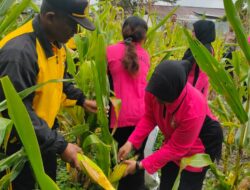 Polsek Wamena Kota Gelar Panen Jagung Program “satu Pekarangan Bergizi” dalam Mendukung Ketahanan Pangan