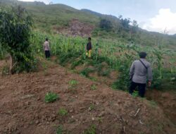 Polsek Kurulu Cek Perkembangan Tanaman Jagung Program Ketahanan Pangan Kuartal IV
