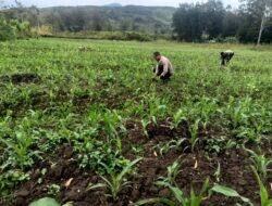 Polsek Asologaima Terus Dorong Ketahanan Pangan Melalui Peninjauan Lahan Jagung di Kampung Kimbim