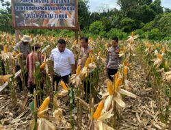 Polsek Pantai Timur Panen Jagung di Lahan Ketahanan Pangan Bersama Masyarakat