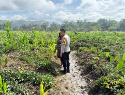 Polsek Kawasan Bandara Cek Perkembangan Tanaman Jagung Program Ketahanan Pangan Kuartal III