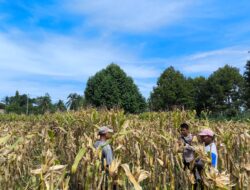 Perkuat Ketahanan Pangan, Bhabinkamtibmas Briptu Sabri Dampingi Warga Macuan Saat Panen Jagung