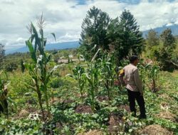 Polsek Kurulu Pantau Perkembangan Tanaman Jagung Kuartal III, Dukung Program Ketahanan Pangan Nasional