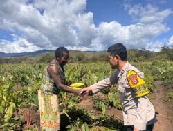 Dukung Ketahanan Pangan, Polsek Kawasan Bandara Tinjau Lahan Jagung dan Tumpang Sari