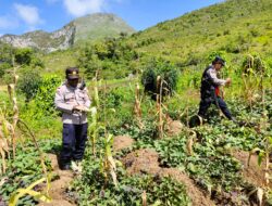 Polsek Kurulu Panen Jagung Bersama Pok Tani Silimo