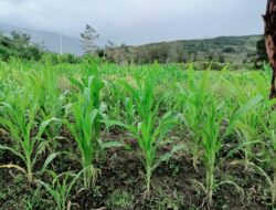 Polsek Asologaima Cel Lahan Jagung Pok Tani Wilekma
