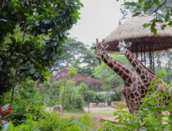 Pakan Satwa Dipantau Ketat, Kondisi Satwa Bandung Zoo Relatif Sehat