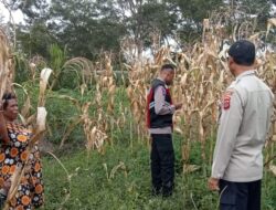 Polres Jayawijaya Pantau Perkembangan Jagung Warga Wesagenya