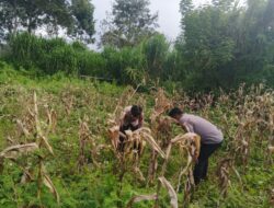 Polsek Wamena Kota Polres Jayawijaya, Pantau Lahan Jagung Program Ketahanan Pangan Kuartal III