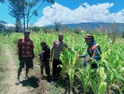 Polsek Asologaima, Laksanakan Pengecekan Lahan Jagung Program Ketahanan Pangan