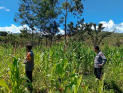 Polres Jayawijaya Dukung Program Ketahanan Pangan, Melalui Pengecekan Lahan Jagung