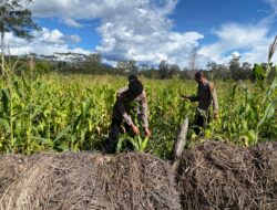 Polsek Bolakme Pantau Perkembangan Penanaman Jagung Program Pekarangan Pangan Bergizi Kuartal III