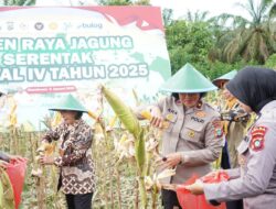 Dukung Ketahanan Pangan Nasional, Polda Papua Barat Gelar Panen Raya Jagung Serentak Kuartal IV Tahun 2025