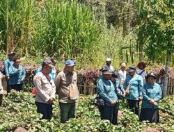 Polsek Asologaima Hadir dan Amankan Panen Raya Ubi Jalar di Wamena