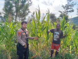 Polsek Kurulu Lakukan Pengecekan Perkembangan Tanaman Jagung Kuartal III