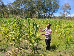 Polsek Kawasan Bandara Lakukan Pengecekan Lahan Jagung, Program Ketahanan Pangan Kuartal IV