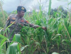 Polsek Asologaima Lakukan Pengecekan Lahan Jagung Program Ketahanan Pangan di Kampung Kimbim