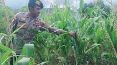 Polsek Asologaima Lakukan Pengecekan Lahan Jagung Program Ketahanan Pangan di Kampung Kimbim