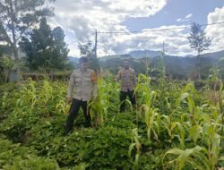 Polsek Bolakme Cek Perkembangan Tanaman Jagung di Kampung Bolakme