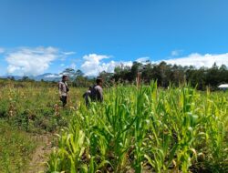 Polres Jayawijaya Cek Tanaman Jagung Ketahanan Pangan di Wamena