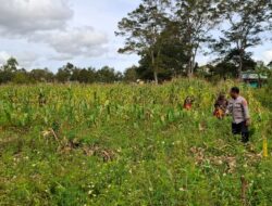 Polres Jayawijaya Cek Lahan Jagung Ketahanan Pangan di Kampung Wesagenya