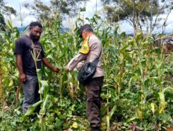 Polres Jayawijaya Cek Lahan Jagung Ketahanan Pangan di Ilokama