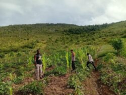 Polres Jayawijaya Pantau Tanaman Jagung Program Ketahanan di Usilimo