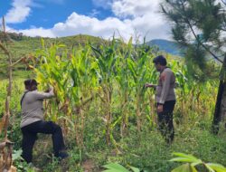Polsek Kurulu Laksanakan Pengecekan Perkembangan Tanaman Jagung Kuartal IV di Distrik Usilimo