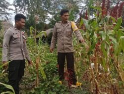 Polsek Bolakme Lakukan Pengecekan Program Ketahanan Pangan Jagung di Kampung Bolakme