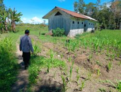 Sat Binmas Polres Jayawijaya Laksanakan Penanaman dan Pengecekan Jagung Ketahanan Pangan di Kampung Elagaima