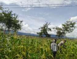 Polsek Wamena Kota Lakukan Pengecekan Lahan Jagung Program Ketahanan Pangan di Kampung Ilokama