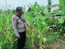 Polsek Asologaima Lakukan Pengecekan Lahan Jagung Program Ketahanan Pangan di Kampung Kimbim