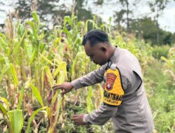 Polres Jayawijaya Cek Lahan Jagung Program Ketahanan Pangan di Wamena