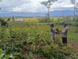 Bhabinkamtibmas Polsek Kurulu Lakukan Pengecekan Perkembangan Tanaman Jagung Kuartal IV