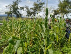 Polres Jayawijaya Lakukan Pengecekan Lahan Jagung Program Ketahanan Pangan di Wamena