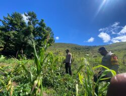 Polsek Kurulu Lakukan Pengecekan Perkembangan Tanaman Jagung Kuartal IV