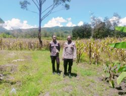 Polsek Asologaima Lakukan Pengecekan Lahan Jagung Program Ketahanan Pangan Kuartal IV